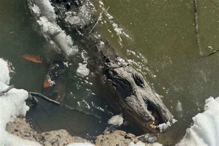 North Carolina Frozen Alligators: A Curious Phenomenon