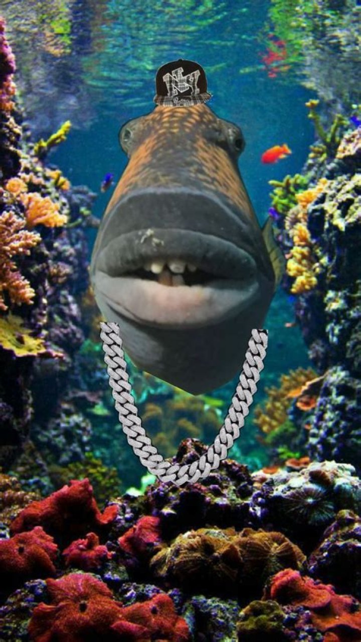 Travis Scott Fish: Exploring the Unique Culinary Journey of the Rapper